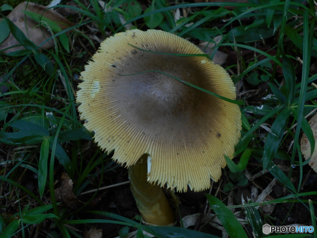 まったけのような毒キノコ