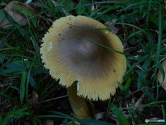 まったけのような毒キノコ