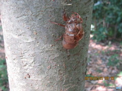 セミの抜け殻