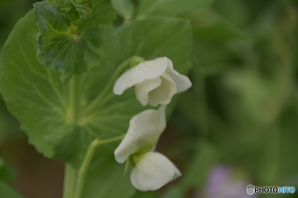 エンドウ豆の花