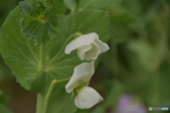 エンドウ豆の花