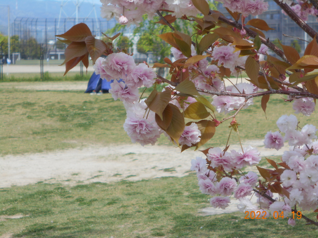 4月の八重桜