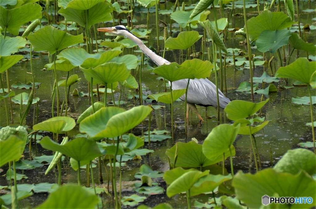 蓮池のサギ