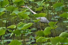 蓮池のサギ