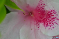 ようわからん花