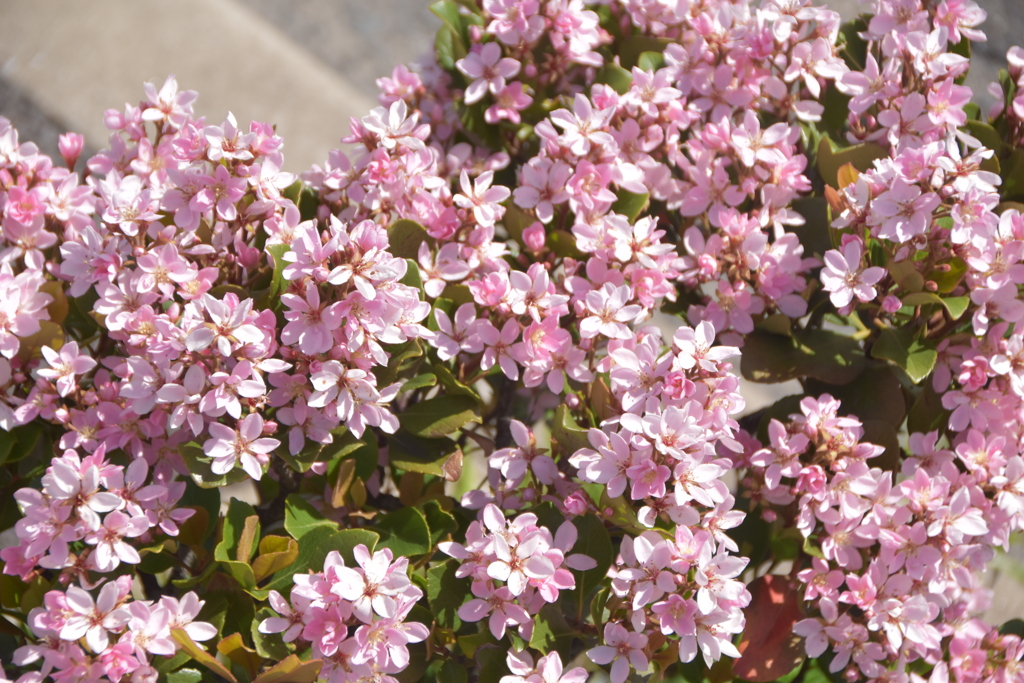 道路歩道橋の花