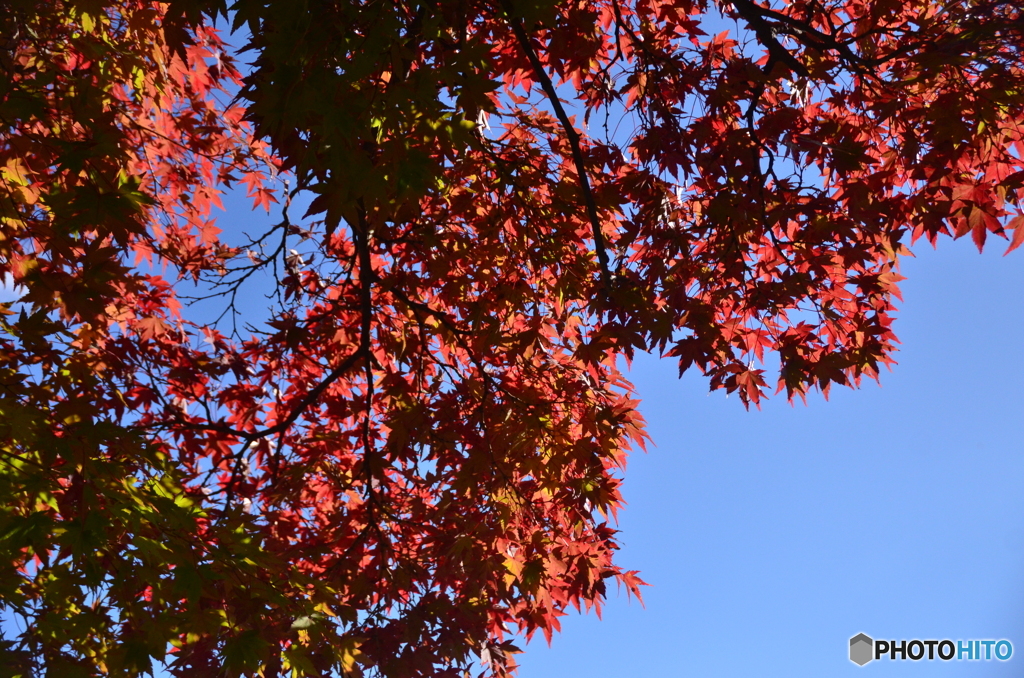 一部紅葉