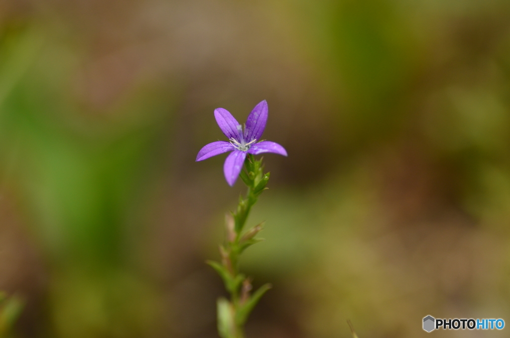 こまいこまい花