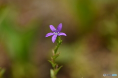 こまいこまい花