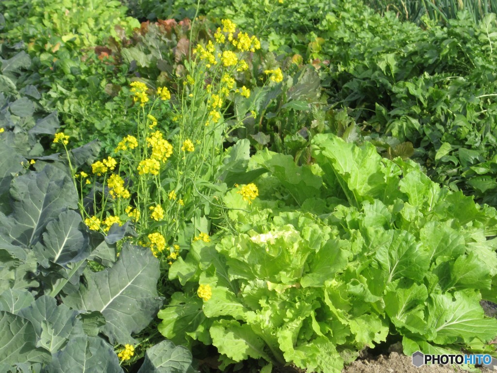 なたねの花