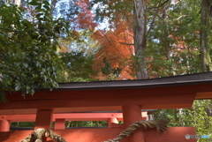 鳥居越しに！