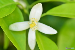 今年の花