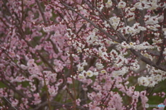 紅白の梅の花