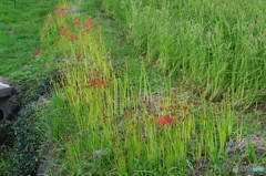 畦道の彼岸花