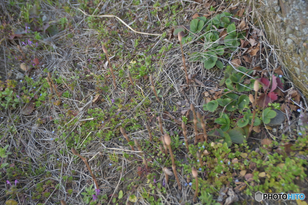 田んぼの中の土筆