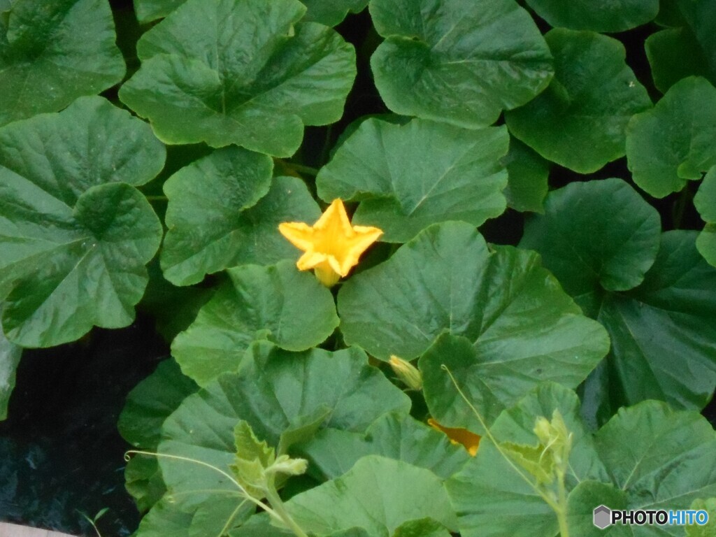 南瓜の花(かぼちゃ）