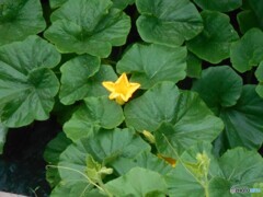 南瓜の花(かぼちゃ）