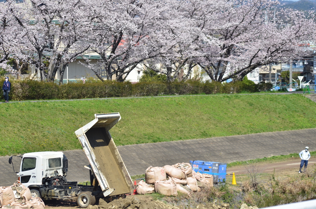 川沿いの桜
