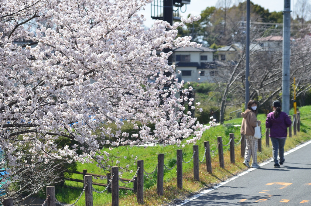 桜見物も楽しかざざる