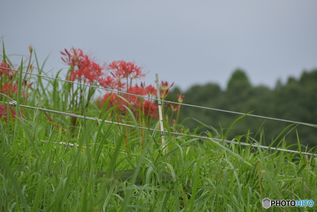 間違いです、まんじゅうしゃげデス