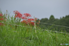 間違いです、まんじゅうしゃげデス