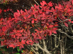 晩秋の紅葉２