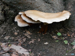 梅雨には・・・！B