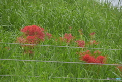 今年の彼岸花