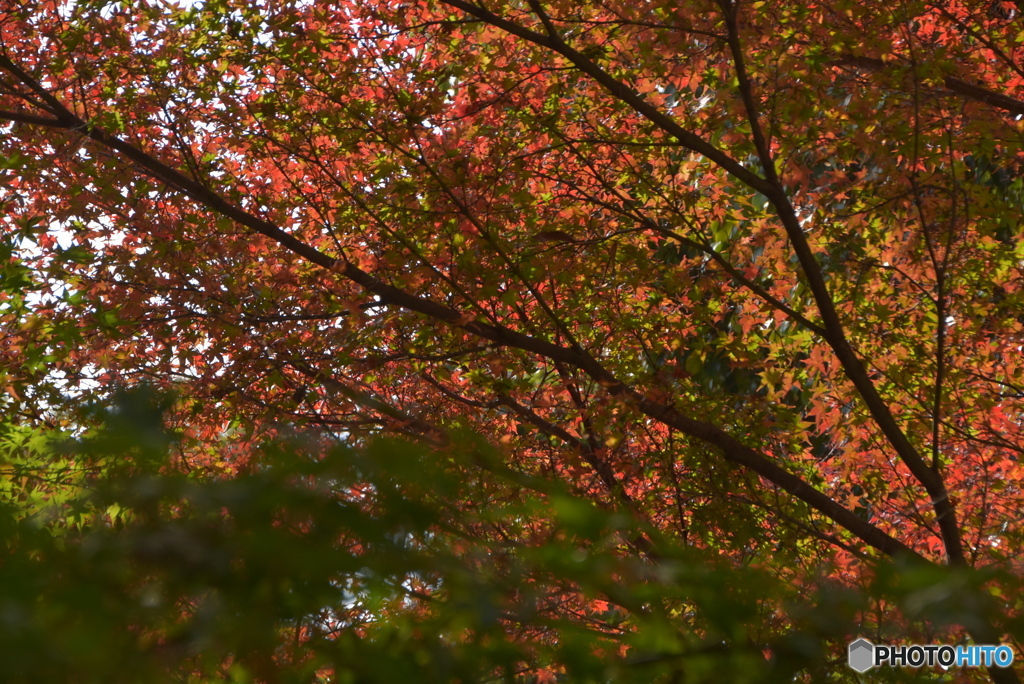 採集に近いです
