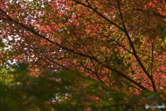 採集に近いです