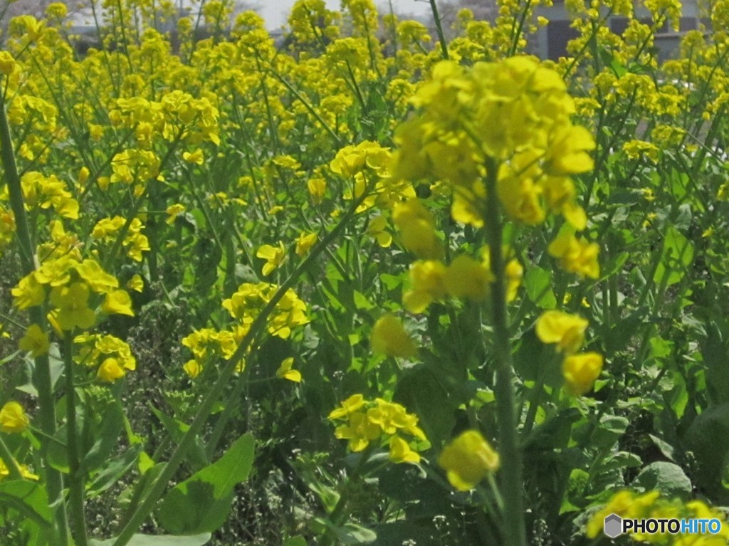菜の花畑