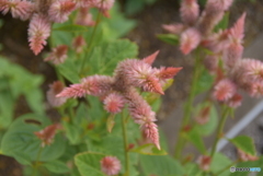 花、鶏頭のような？