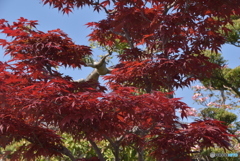 赤いモミジ