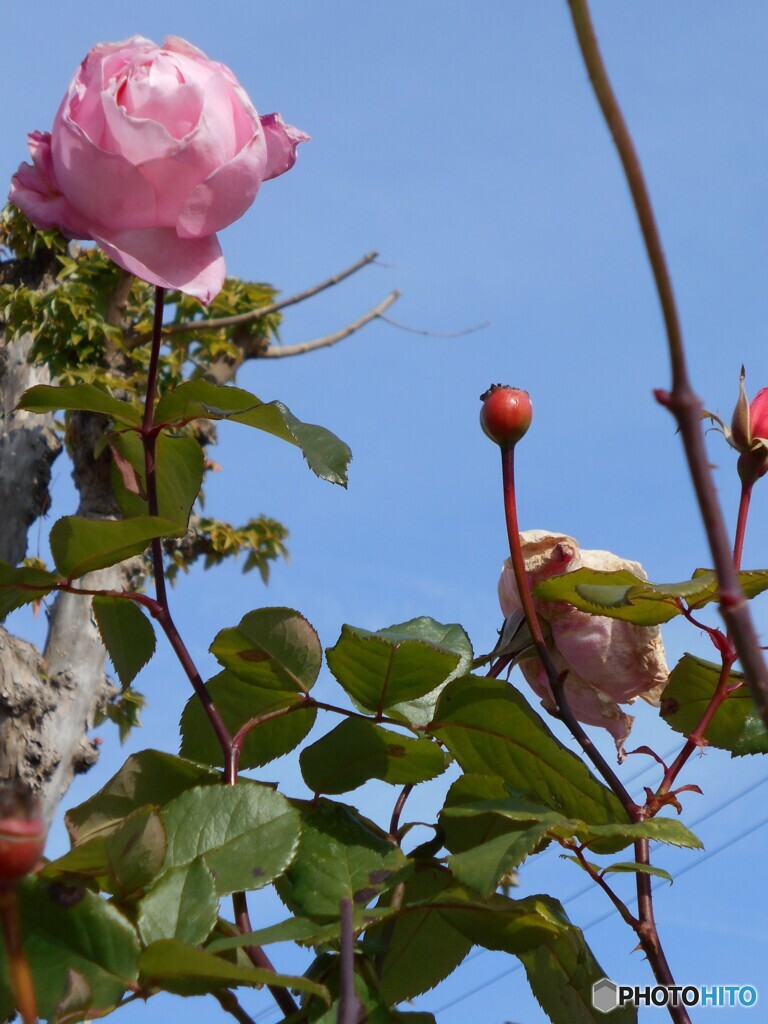 大空に向かって咲くバラ