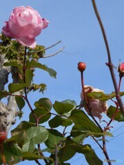 大空に向かって咲くバラ