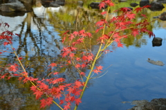 今年の紅葉