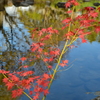 今年の紅葉