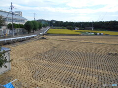 学校の前は農地