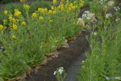 ダイコン、ハクサイの花