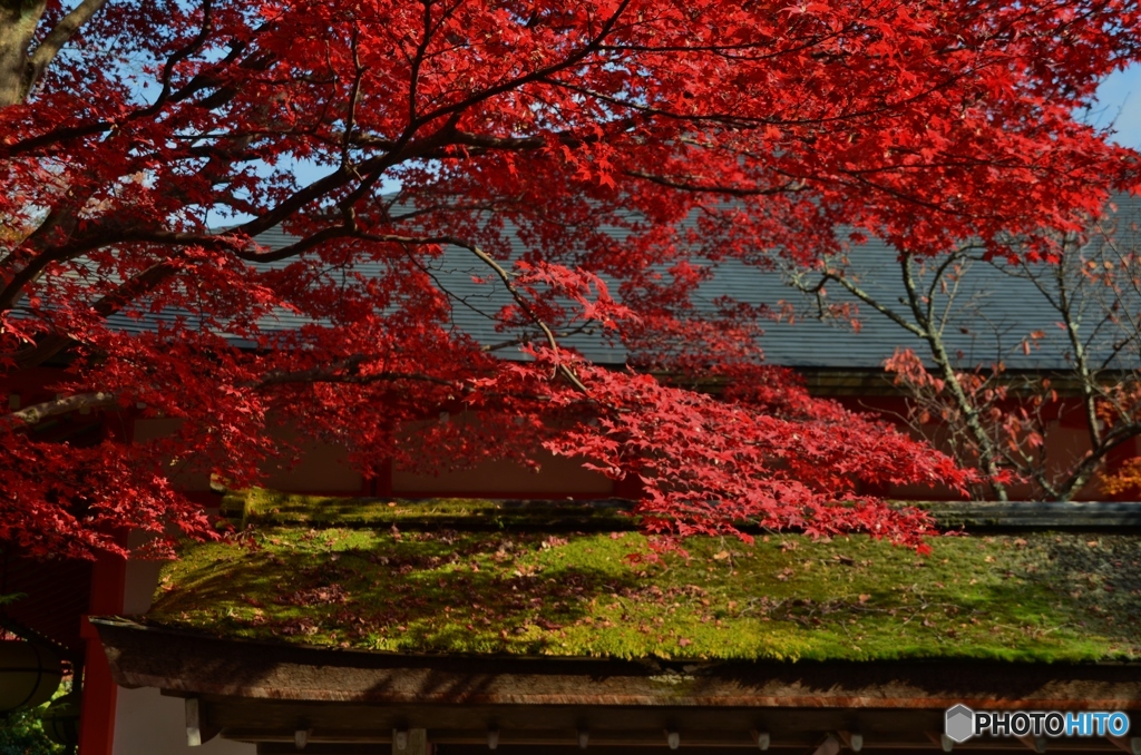 蔵出しの紅葉