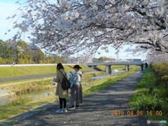 最終章平成桜