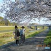 最終章平成桜