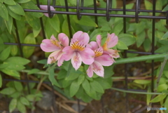 民家に咲いてた花