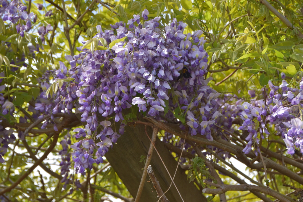 河川の公園に藤の花が