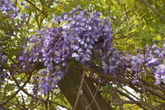 河川の公園に藤の花が