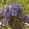 河川の公園に藤の花が
