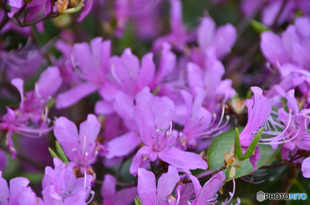 沢山な山つつじ