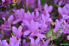 沢山な山つつじ