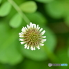 クロ－バの花