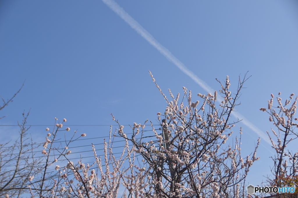 一筋の飛行機雲